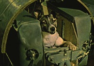 La cagnetta Laika a bordo dello Sputnik 2.